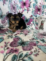 Dottie, a female Yorkshire Terrier for sale in Fort Myers, FL – 9 of 9