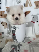 Sunny, a male Pomeranian for sale in Fort Myers, FL – 3 of 7