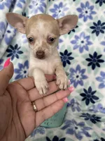 Lulu, a female Chihuahua for sale in Fort Myers, FL – Photo 5 of 7