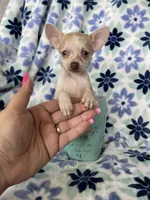 Lulu, a female Chihuahua for sale in Fort Myers, FL – Photo 2 of 7