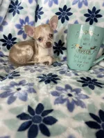 Lulu, a female Chihuahua for sale in Fort Myers, FL – Photo 7 of 7