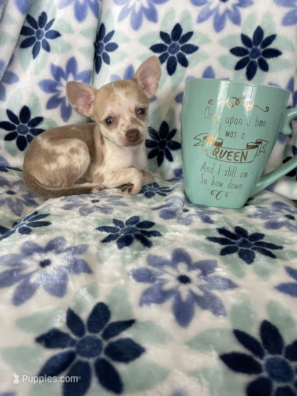 Lulu – Chihuahua puppy for sale in Fort Myers, FL
