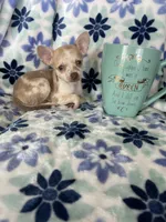 Lulu, a female Chihuahua for sale in Fort Myers, FL – Photo 1 of 7