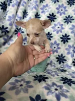 Lulu, a female Chihuahua for sale in Fort Myers, FL – Photo 3 of 7