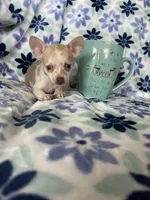 Lulu, a female Chihuahua for sale in Fort Myers, FL – Photo 6 of 7