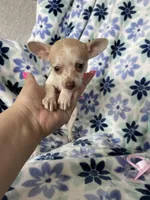 Lulu, a female Chihuahua for sale in Fort Myers, FL – Photo 4 of 7