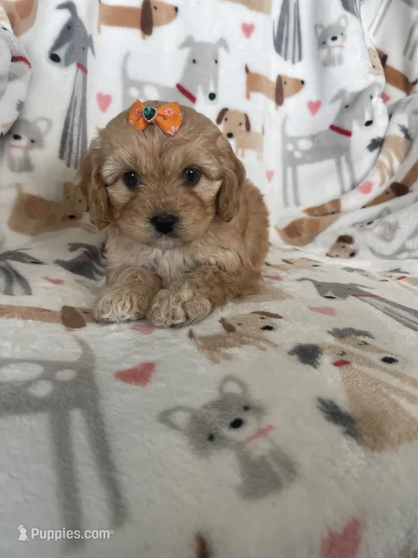 Rosie is a Cavapoo puppy for sale in Fort Myers, FL