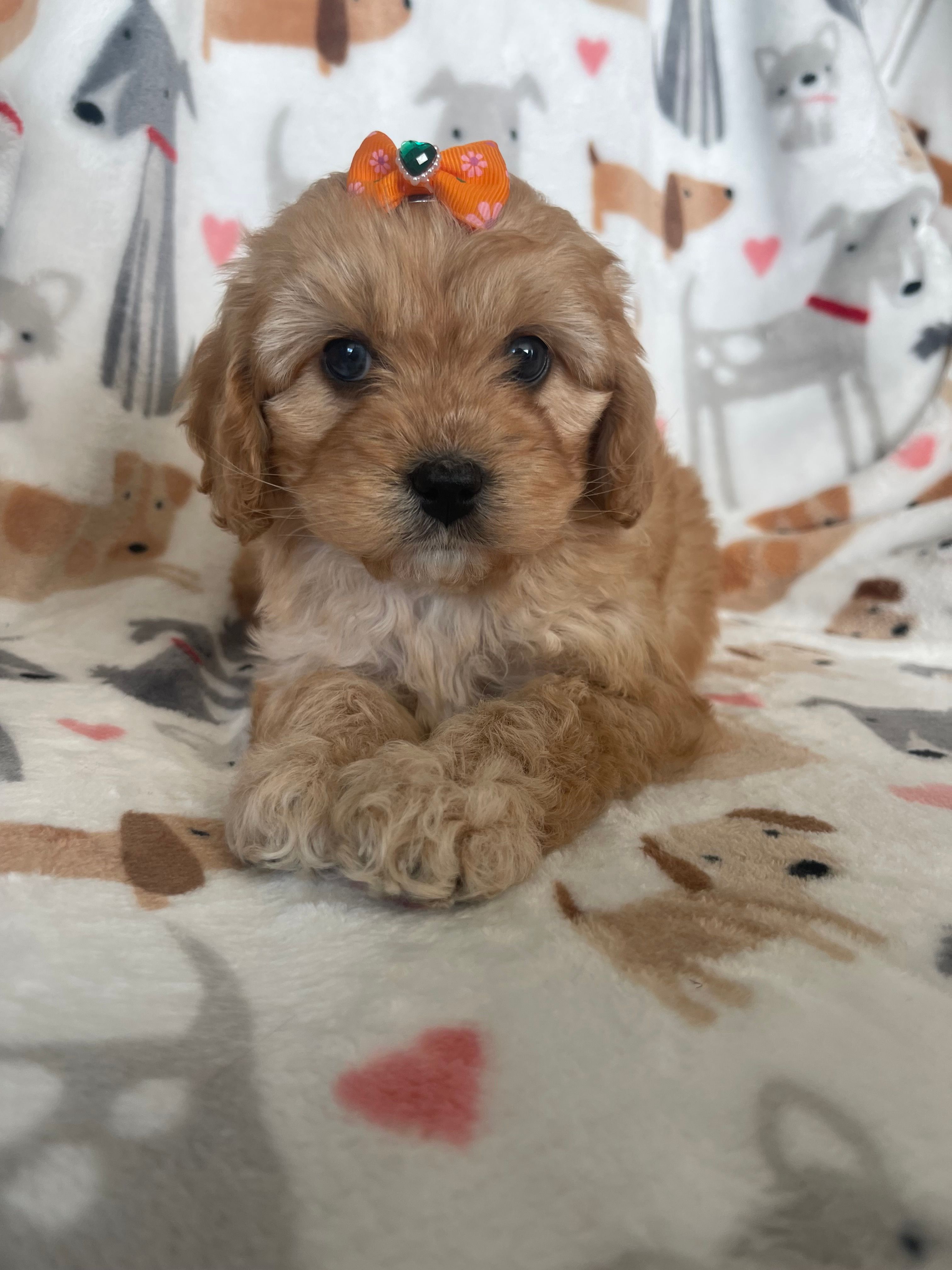 Rosie is a Cavapoo puppy for sale in Fort Myers, FL