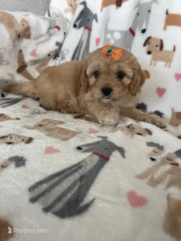 Rosie is a Cavapoo puppy for sale in Fort Myers, FL