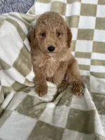 Kimchi, a female Poodle - Toy  for sale in Fort Myers, FL – 2 of 6