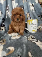 Chili, a male Cavapoo for sale in Fort Myers, FL – 7 of 8