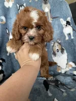 Paprika, a male Cavapoo for sale in Fort Myers, FL – 5 of 5