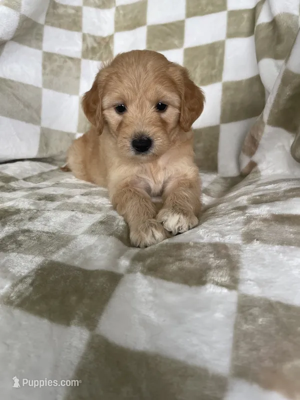 Astro  – Miniature Goldendoodle puppy for sale in Fort Myers, FL