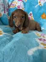 Truffle, a male Miniature Dachshund for sale in Fort Myers, FL – 4 of 7