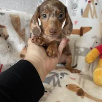 Toffee, a male Miniature Dachshund for sale in Fort Myers, FL – Photo 5 of 7