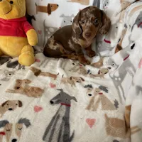 Toffee, a male Miniature Dachshund for sale in Fort Myers, FL – Photo 7 of 7