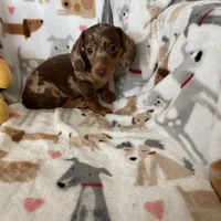 Toffee, a male Miniature Dachshund for sale in Fort Myers, FL – Photo 3 of 7