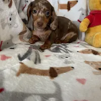 Toffee, a male Miniature Dachshund for sale in Fort Myers, FL – Photo 6 of 7