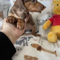 Toffee, a male Miniature Dachshund for sale in Fort Myers, FL – Photo 4 of 7