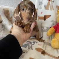 Toffee, a male Miniature Dachshund for sale in Fort Myers, FL – Photo 2 of 7