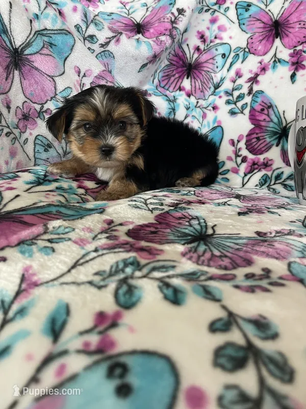 Ziggy – Yorkshire Terrier puppy for sale in Fort Myers, FL