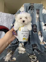 Teacup Dove, a female Maltese for sale in Fort Myers, FL – 4 of 6
