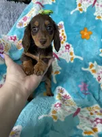 Brownie , a female Miniature Dachshund for sale in Fort Myers, FL – 4 of 7