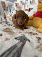 Dotty, a female Miniature Dachshund for sale in Fort Myers, FL – Photo 6 of 9