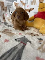 Dotty, a female Miniature Dachshund for sale in Fort Myers, FL – Photo 5 of 9