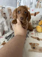 Dotty, a female Miniature Dachshund for sale in Fort Myers, FL – Photo 4 of 9