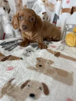 Dotty, a female Miniature Dachshund for sale in Fort Myers, FL – Photo 2 of 9