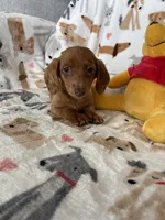 Dotty, a female Miniature Dachshund for sale in Fort Myers, FL – Photo 7 of 9