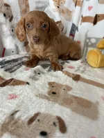 Dotty, a female Miniature Dachshund for sale in Fort Myers, FL – Photo 8 of 9