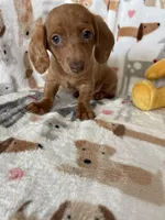 Dotty, a female Miniature Dachshund for sale in Fort Myers, FL – Photo 1 of 9