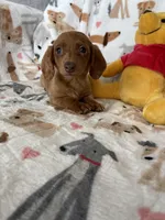 Dotty, a female Miniature Dachshund for sale in Fort Myers, FL – Photo 3 of 9