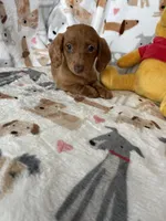 Dotty, a female Miniature Dachshund for sale in Fort Myers, FL – Photo 9 of 9