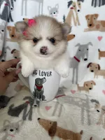 Buttercup , a female Pomeranian for sale in Fort Myers, FL – 2 of 7