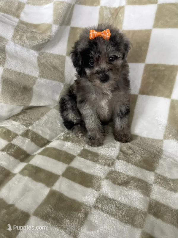 Luna – Poodle - Toy  puppy for sale in Fort Myers, FL