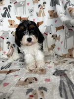 Biscuit , a male Cavapoo for sale in Fort Myers, FL – 3 of 6