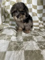 Waffles , a male Poodle - Toy  for sale in Fort Myers, FL – 5 of 5