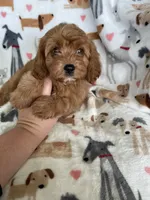 Rusty , a male Cavapoo for sale in Fort Myers, FL – 4 of 7
