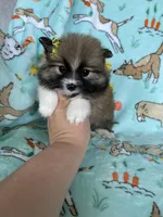 Lilly , a female Pomeranian for sale in Fort Myers, FL – Photo 4 of 6