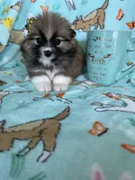 Lilly , a female Pomeranian for sale in Fort Myers, FL – Photo 3 of 6