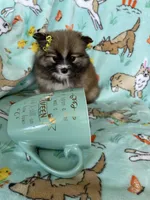 Lilly , a female Pomeranian for sale in Fort Myers, FL – Photo 5 of 6