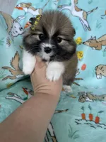 Lilly , a female Pomeranian for sale in Fort Myers, FL – Photo 2 of 6