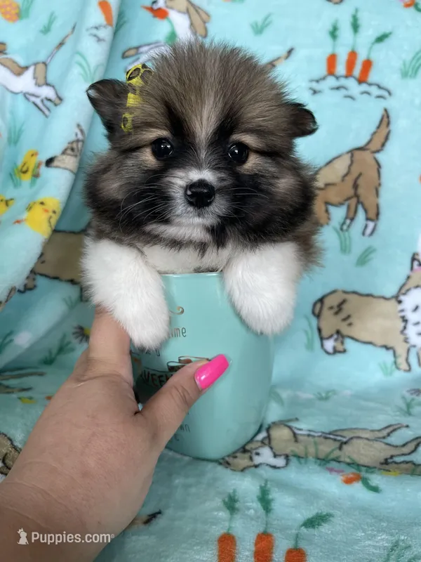 Lilly  – Pomeranian puppy for sale in Fort Myers, FL