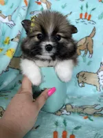 Lilly , a female Pomeranian for sale in Fort Myers, FL – Photo 1 of 6