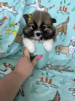 Lilly , a female Pomeranian for sale in Fort Myers, FL – Photo 6 of 6