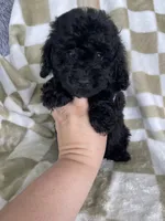 Shadow, a male Poodle - Toy  for sale in Fort Myers, FL – 5 of 6
