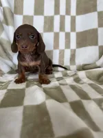Churro, a male Miniature Dachshund for sale in Fort Myers, FL – 5 of 9